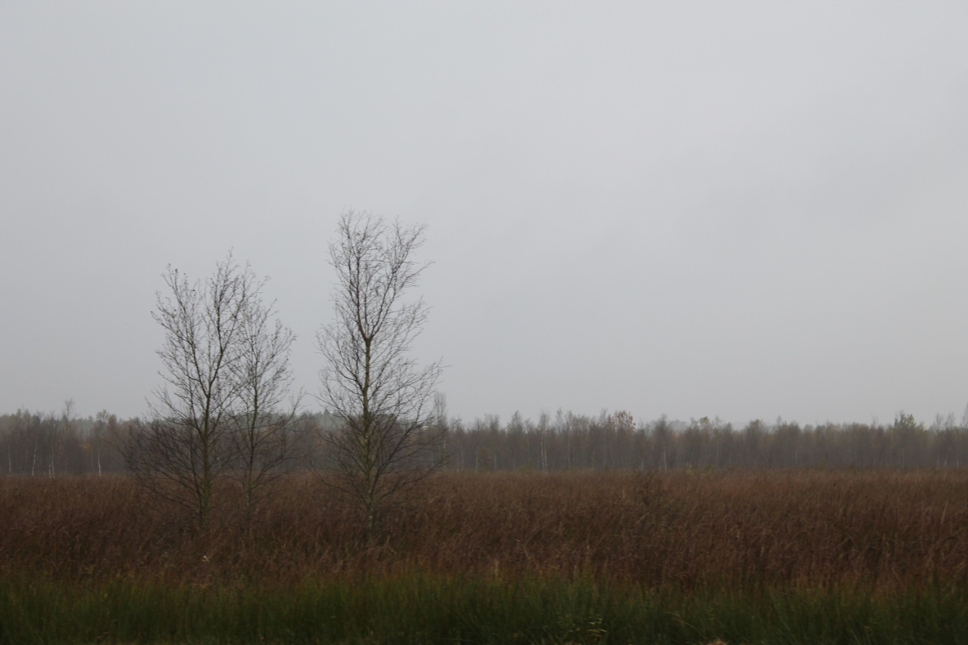 Moor (1) Photo - 2013