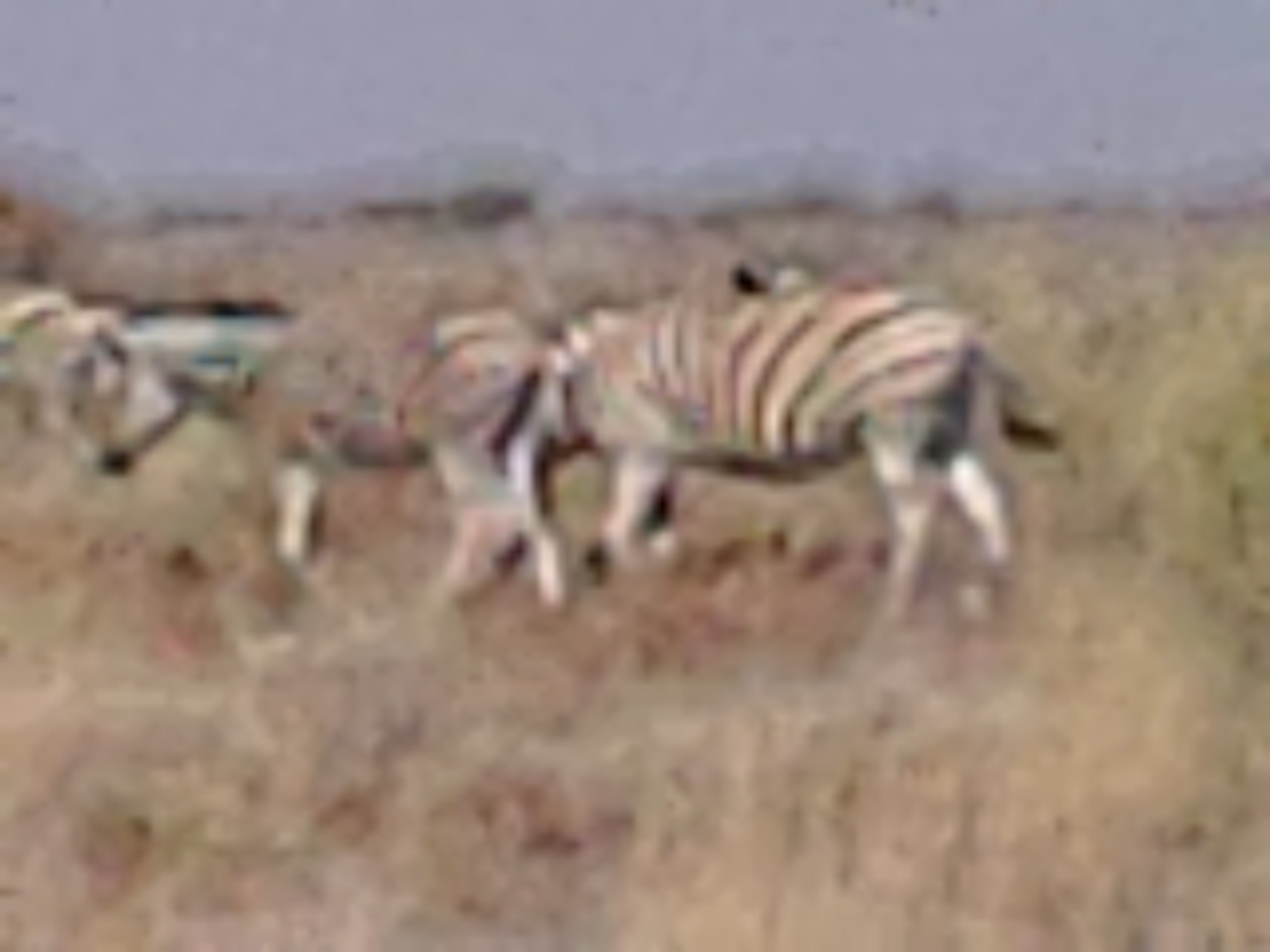 Blackpied, sheep, zebras
